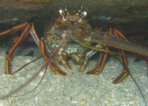 Caribbean Lobster