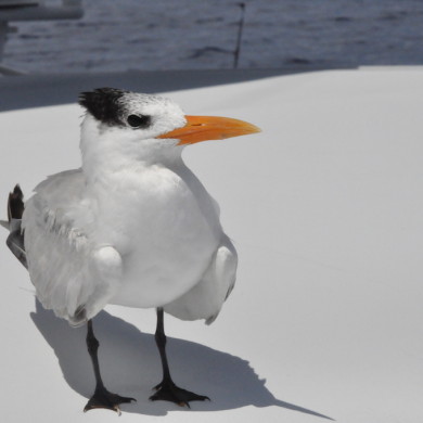 Birds - really close friends - he didn't want to leave anymore