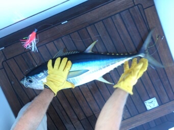 Nice tuna caught on board