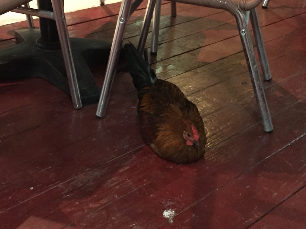 Chicken sleeping at restaurant BVI