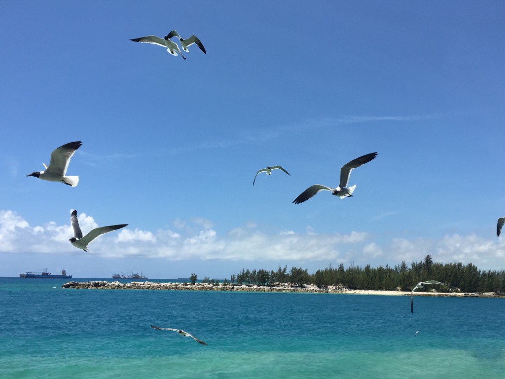 Seagulls in Freeport 