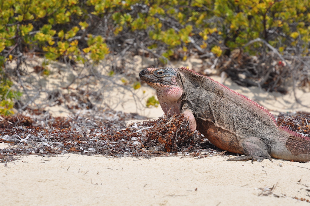 Iguana Allan Cay - Bahamas 2016 (3)