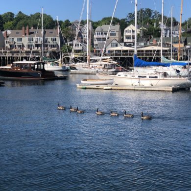 Busy traffic in Camden Harbor