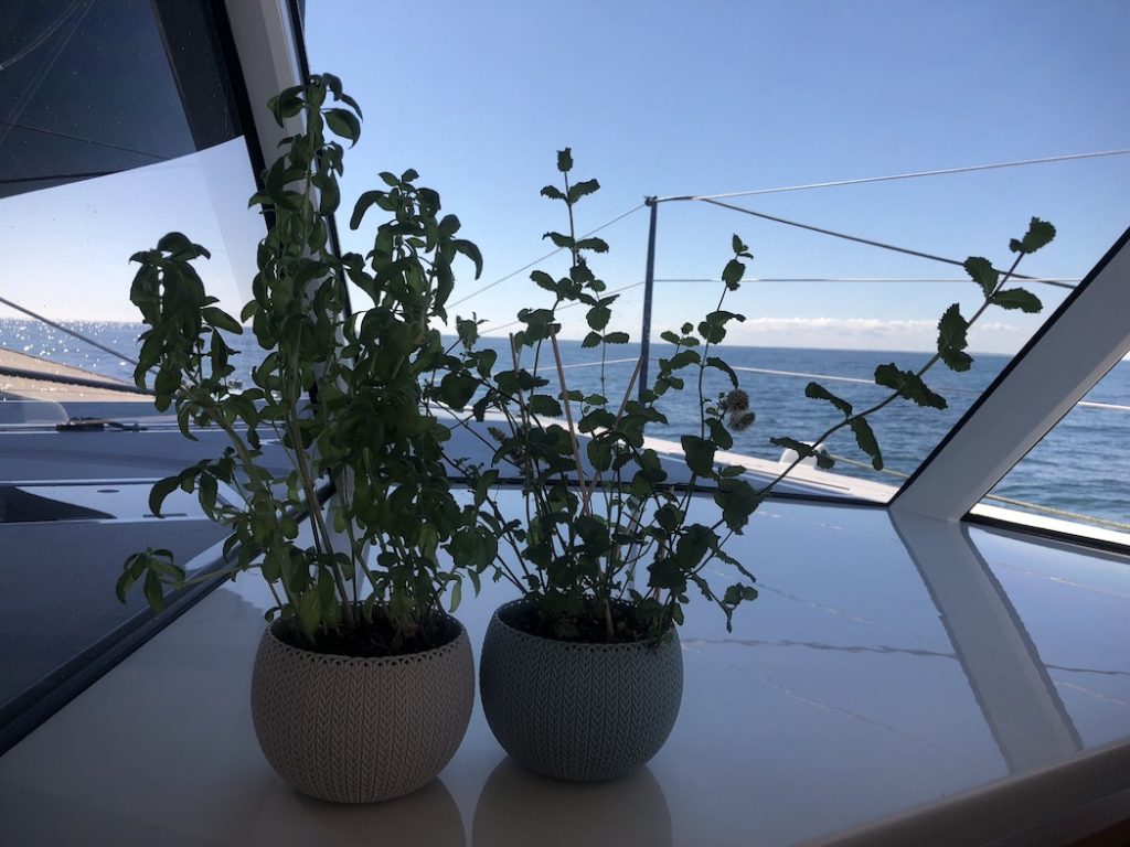 Mint & Basil Plant on board Moonwave