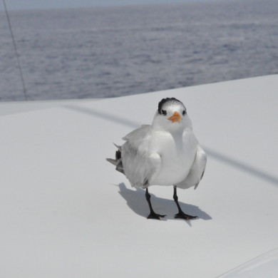 Moonwave coach roof - bird resting