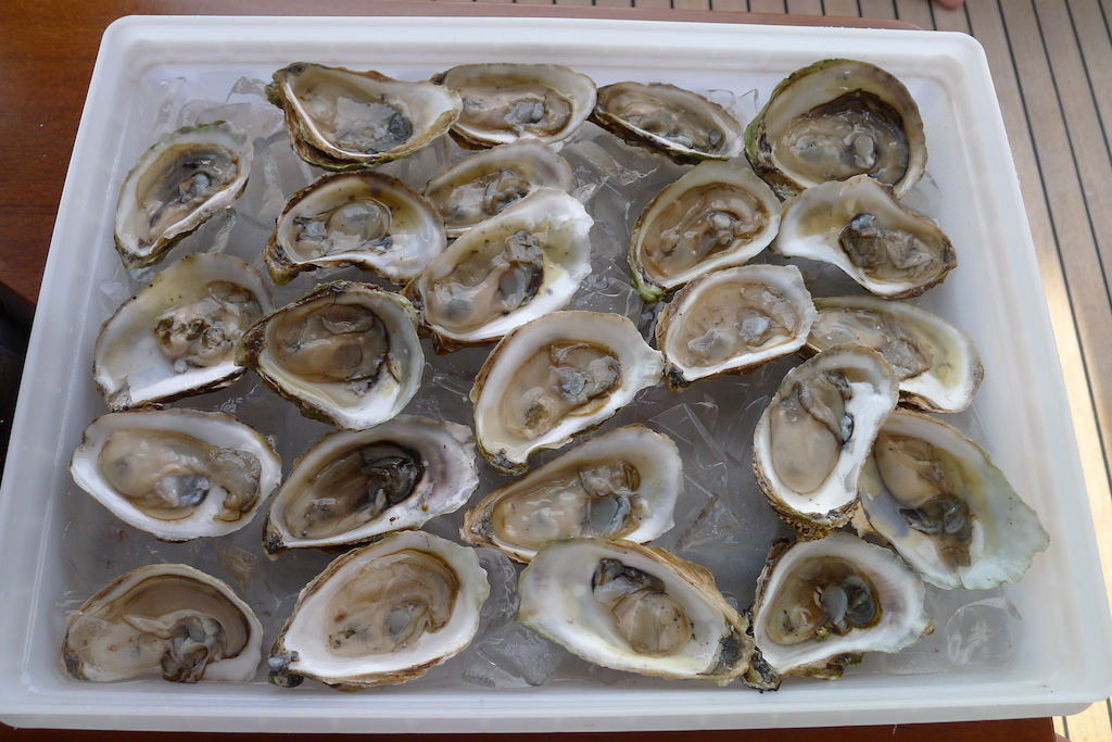 New England July 2016 Oysters