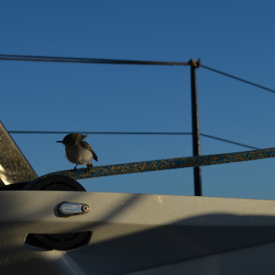 small bird visiting us on Moonwave