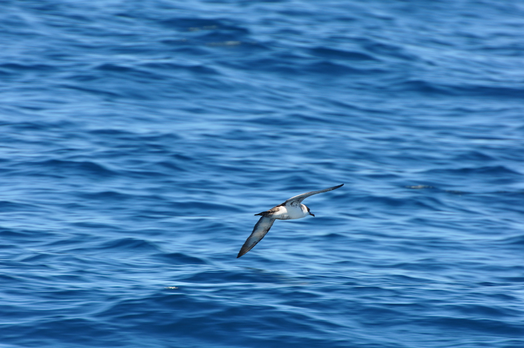 Transat Birds