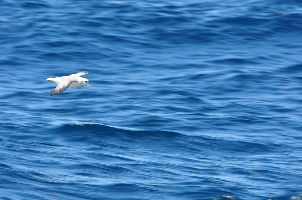 Transat Birds