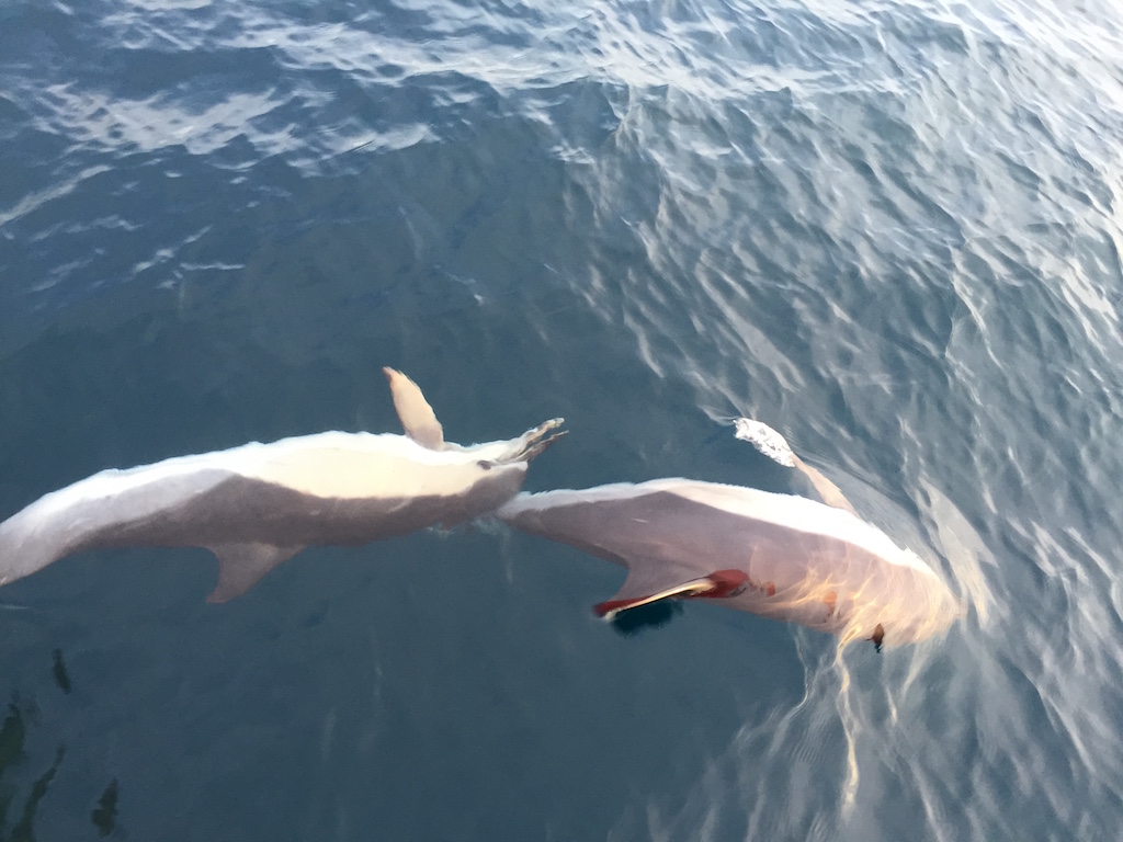 Transat Dolphins Playing