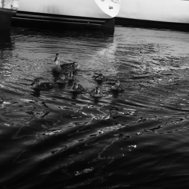 more ducks in Boston Harbor