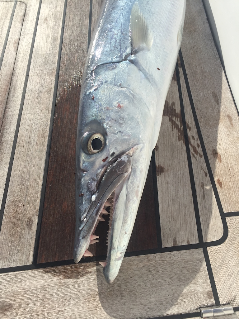 Barracuda catch 2