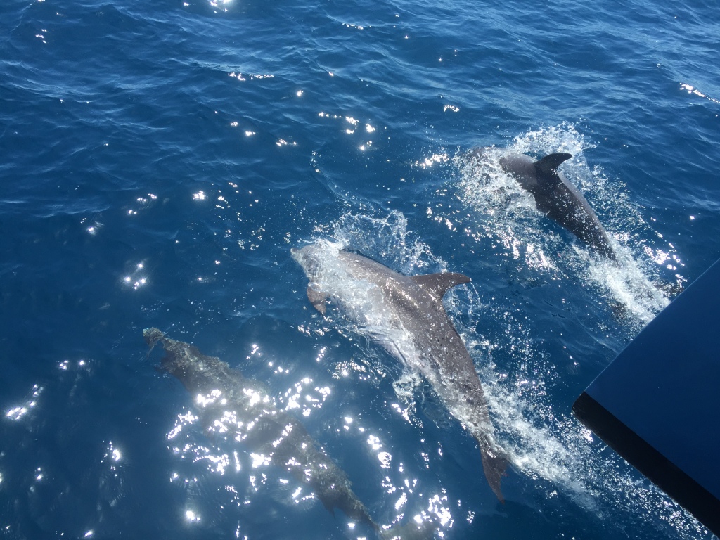 Dolphins (April 2015) 2