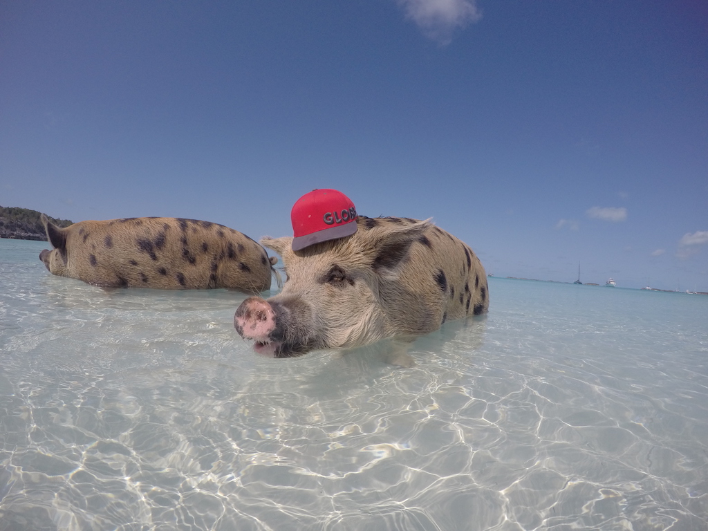 Pigs at Stanley Cay