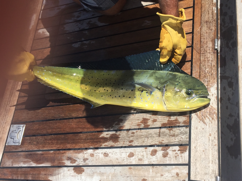 Mahi Mahi with shot of Vodka