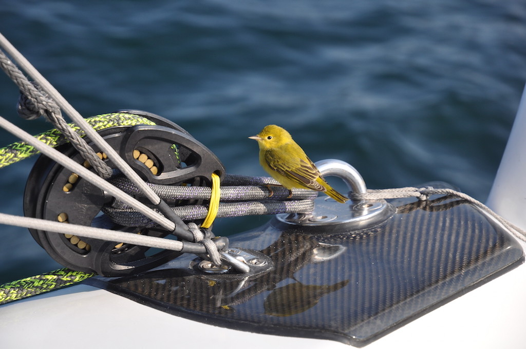 Yellow friends - little bird on trip to Maine
