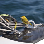 Yellow friends - little bird on trip to Maine